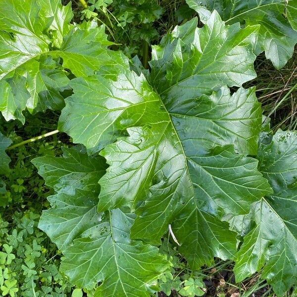 Acanthus spinosus 葉