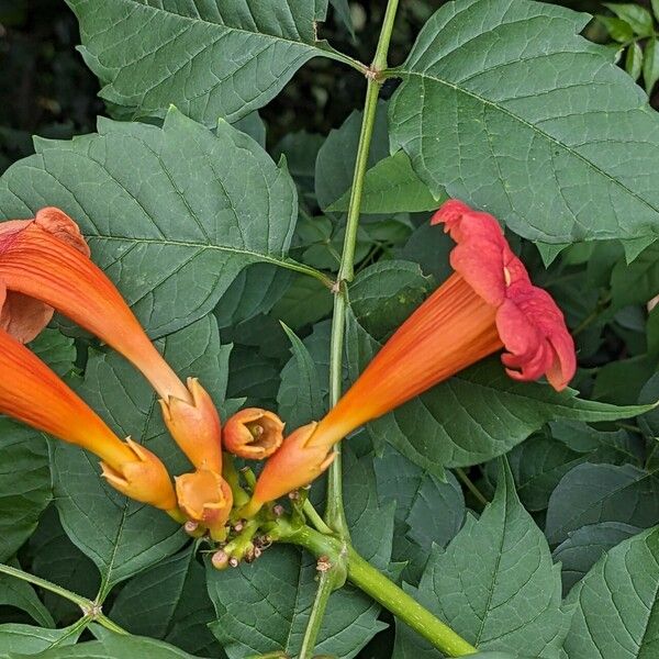 Campsis radicans Floare