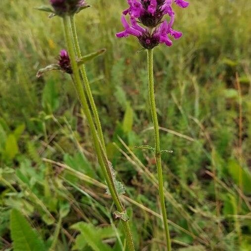 Stachys officinalis फूल