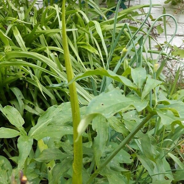 Arisaema dracontium Blüte