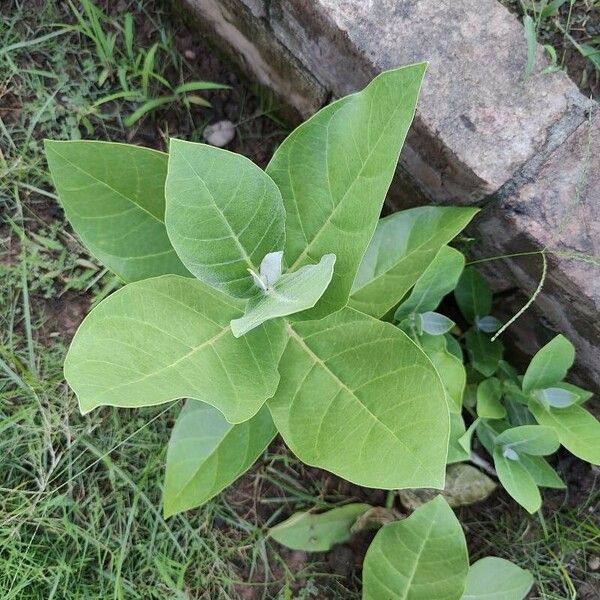 Calotropis gigantea List