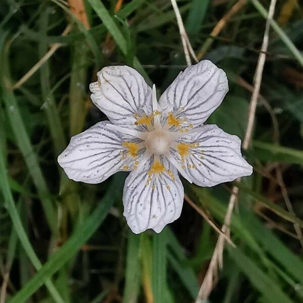 Parnassia palustris Fleur