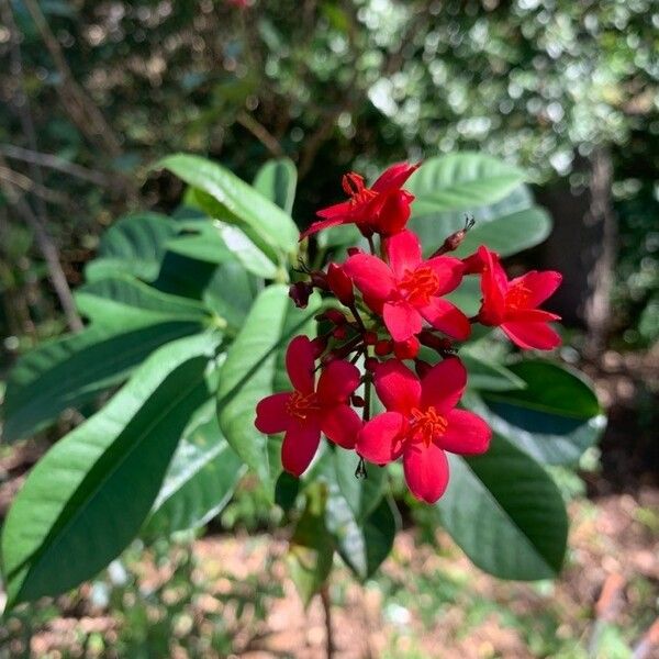 Jatropha integerrima Levél