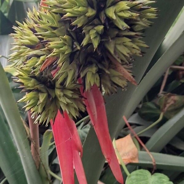 Aechmea aquilega Frucht