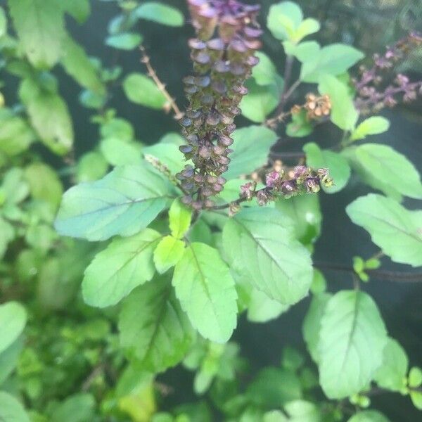 Ocimum tenuiflorum 果實