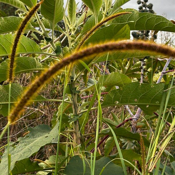 Setaria sphacelata Flor