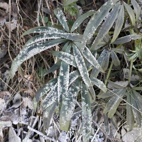 Helleborus foetidus Habit