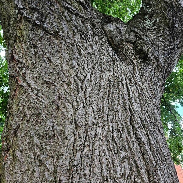 Tilia tomentosa Kéreg