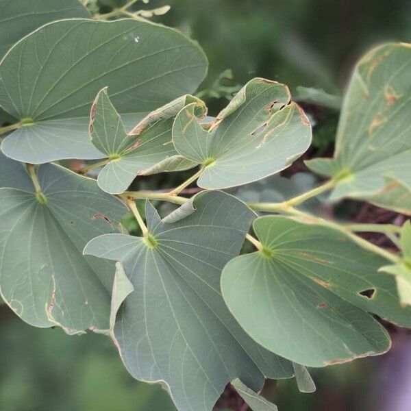 Bauhinia monandra 葉