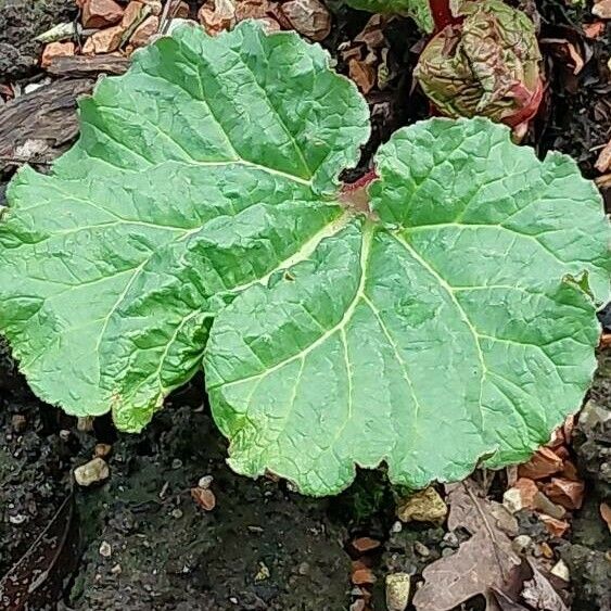 Rheum rhabarbarum Leaf