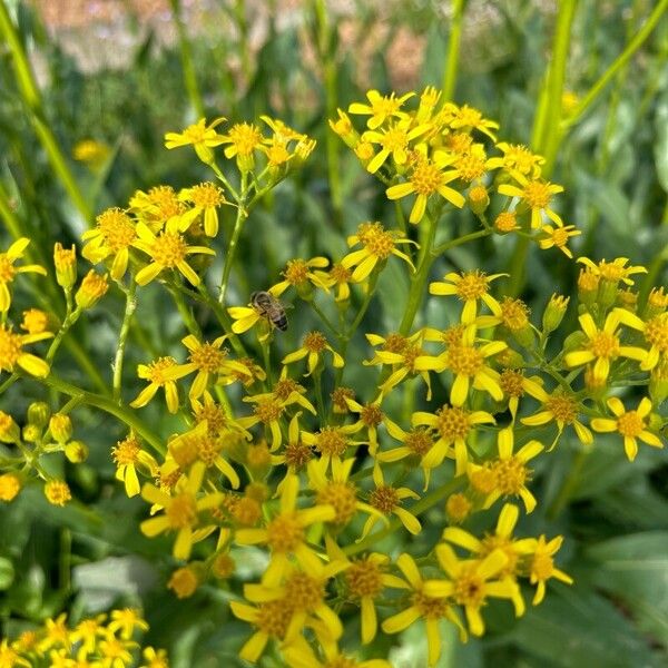 Senecio doria Flor