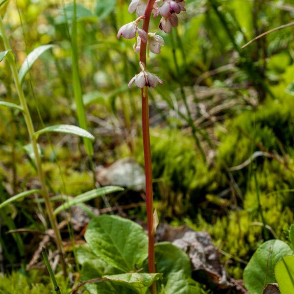 Pyrola asarifolia Costuma