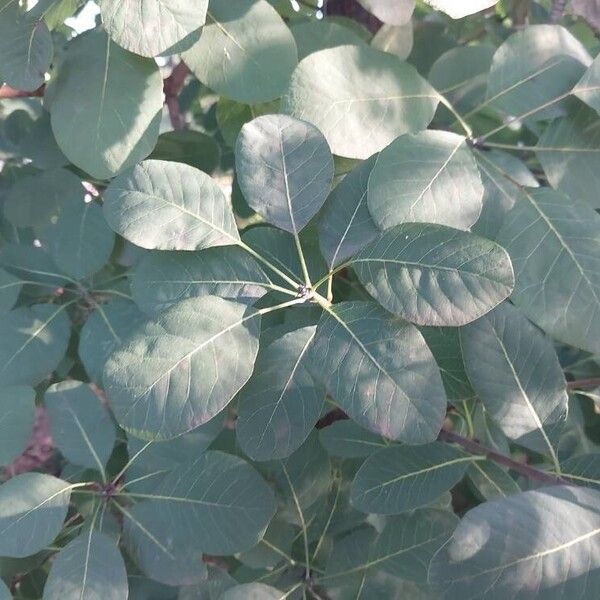 Cotinus obovatus Leaf