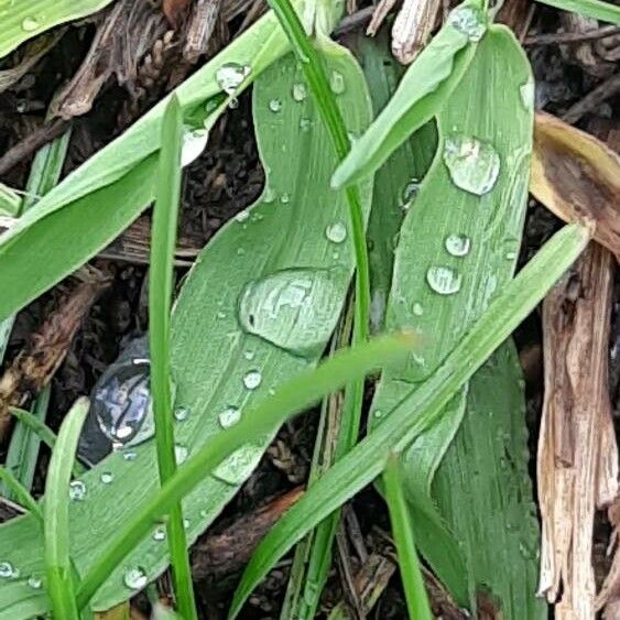 Digitaria sanguinalis 葉