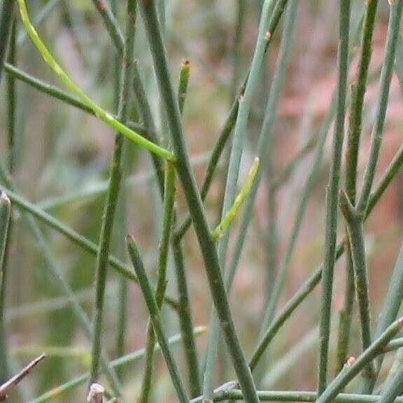 Leptomeria acida Drugo