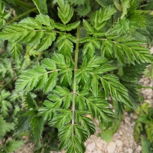 Anthriscus sylvestris Leaf