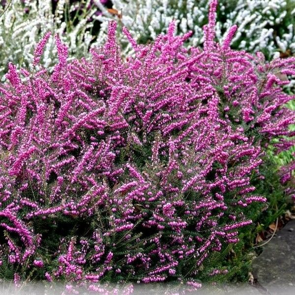 Erica cinerea Flor