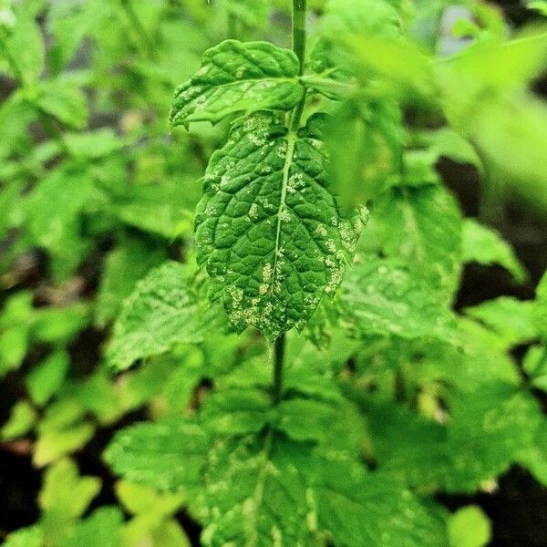 Mentha spicata Staniste