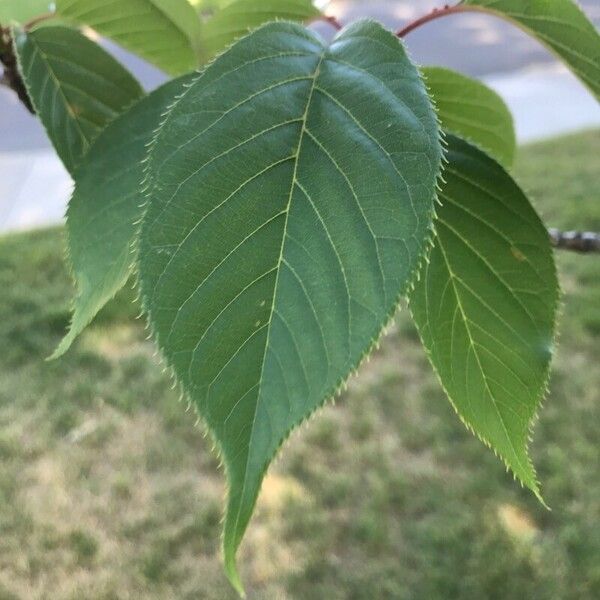 Prunus serrulata Leaf