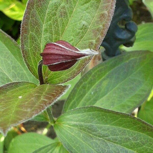 Clematis integrifolia Flower