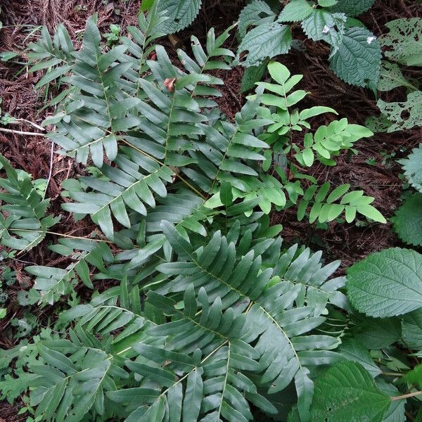 Osmunda japonica Blatt