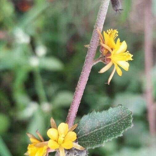 Triumfetta rhomboidea Flor