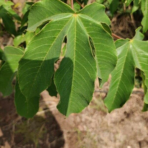 Jatropha gossypiifolia Liść