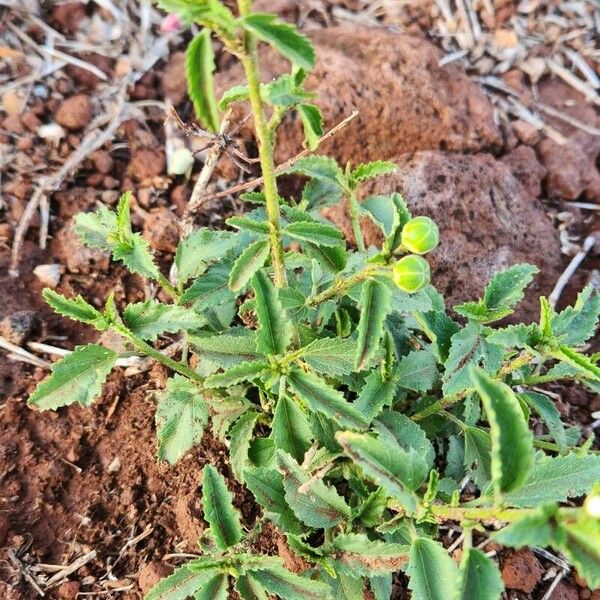 Hibiscus micranthus Leaf