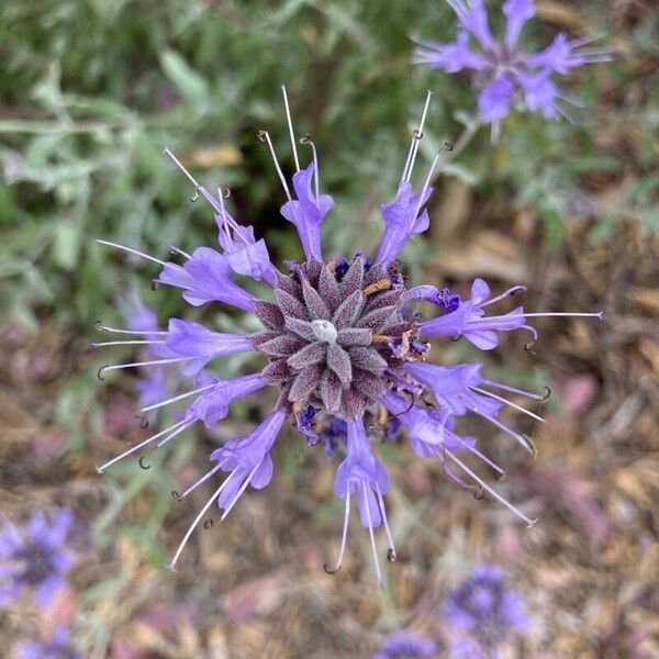 Salvia clevelandii Flower