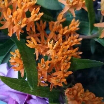 Asclepias tuberosa പുഷ്പം