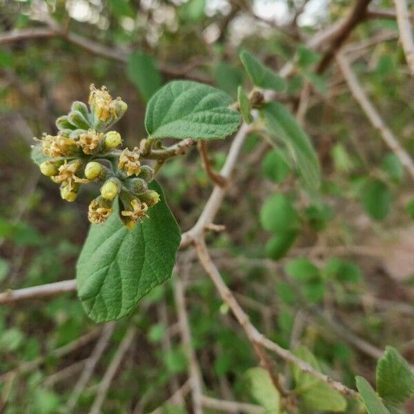 Cordia monoica Flor