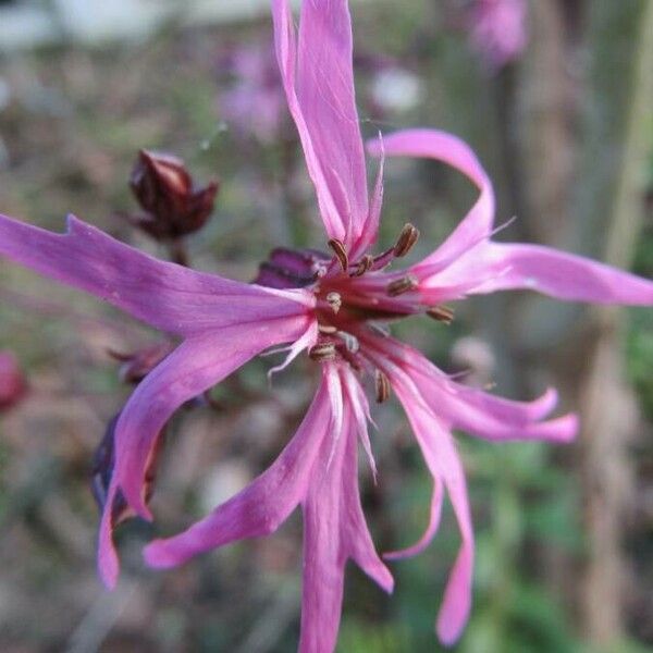 Silene flos-cuculi Flor