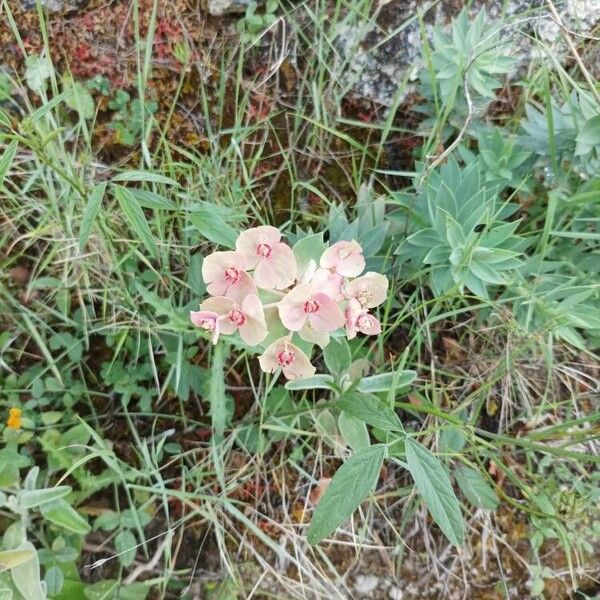 Euphorbia rigida Кветка