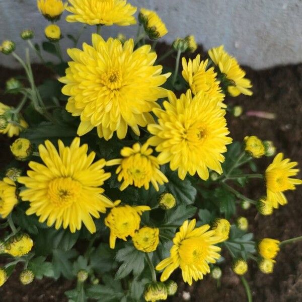 Chrysanthemum indicum 花