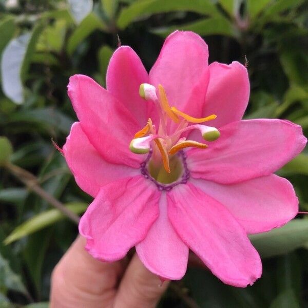 Passiflora tarminiana Квітка