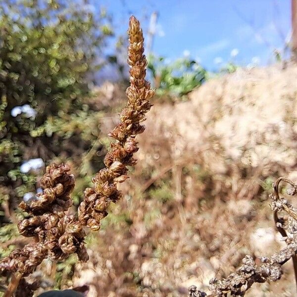 Amaranthus deflexus Frucht