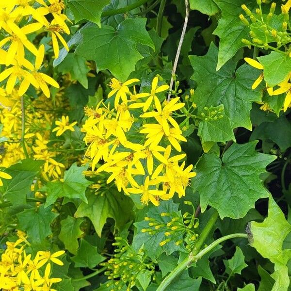 Delairea odorata Flower