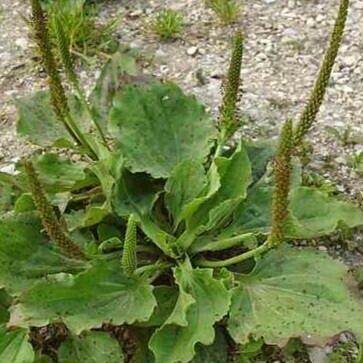 Plantago major 形態