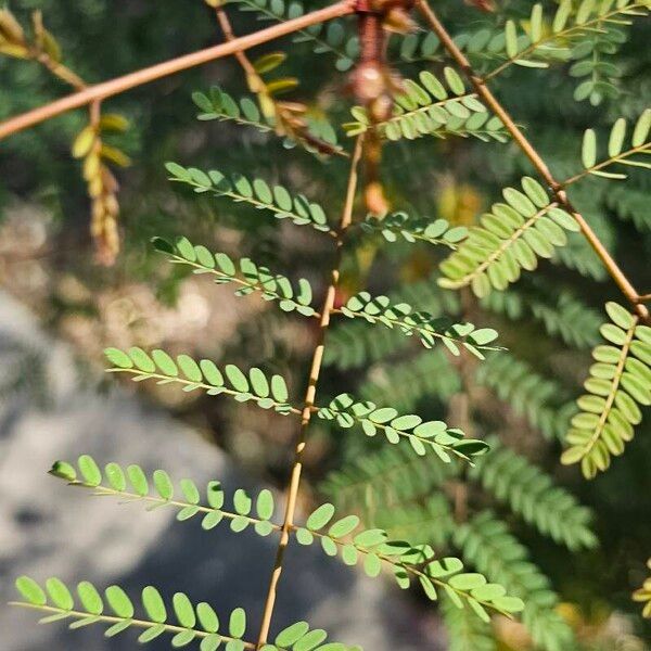 Caesalpinia gilliesii Hoja