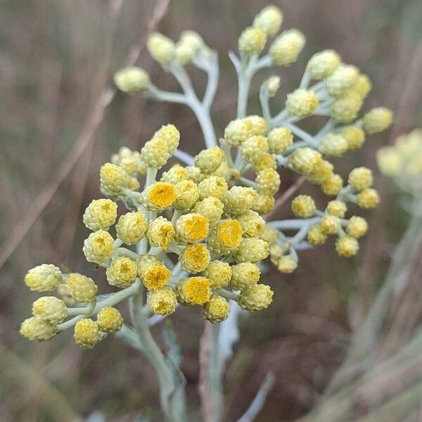 Helichrysum arenarium Flower