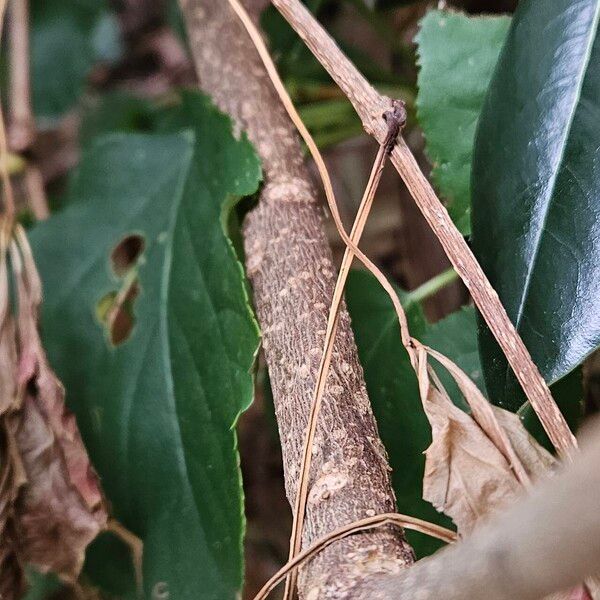 Pittosporum heterophyllum Bark