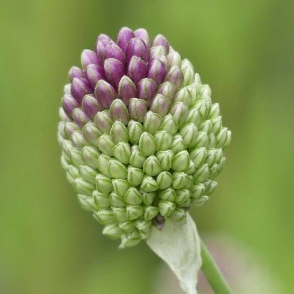 Allium sphaerocephalon Flors