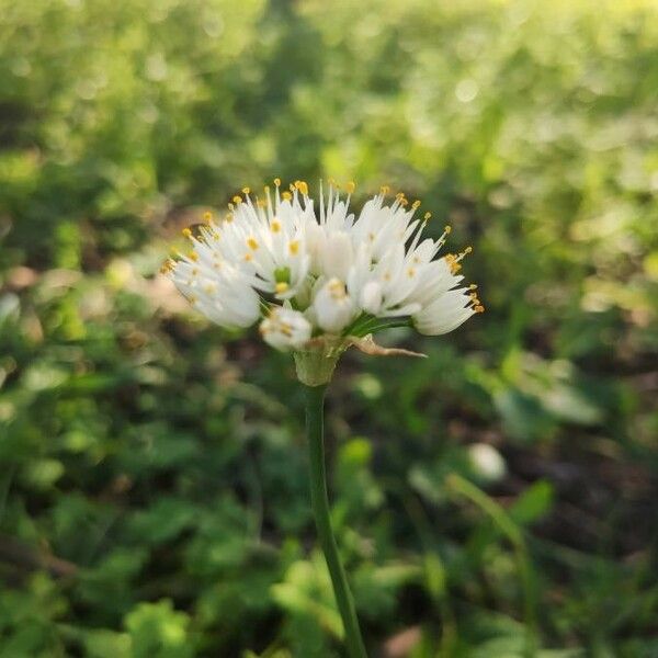 Allium neapolitanum Flor