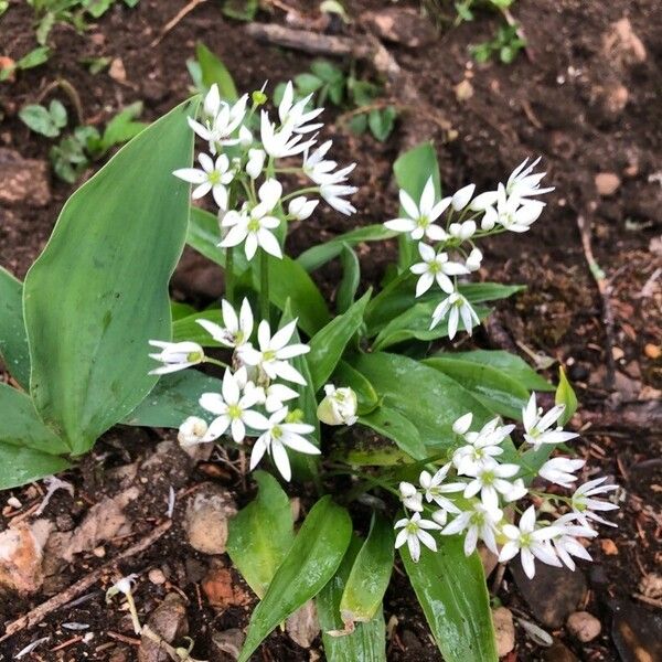 Allium ursinum Flower