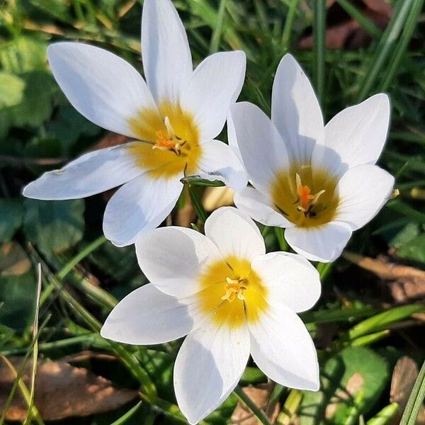 Crocus chrysanthus Blomst