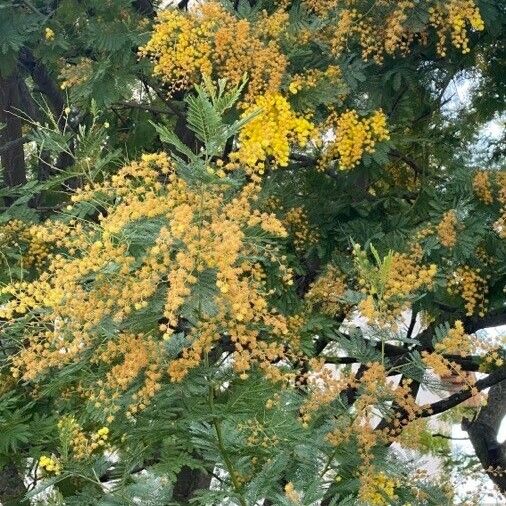 Acacia baileyana Flower