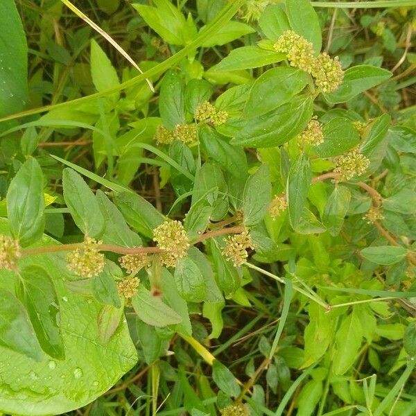 Euphorbia hirta Blomst