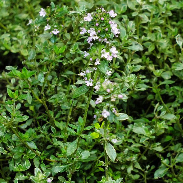 Thymus pulegioides Flors