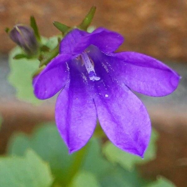 Campanula portenschlagiana Flower