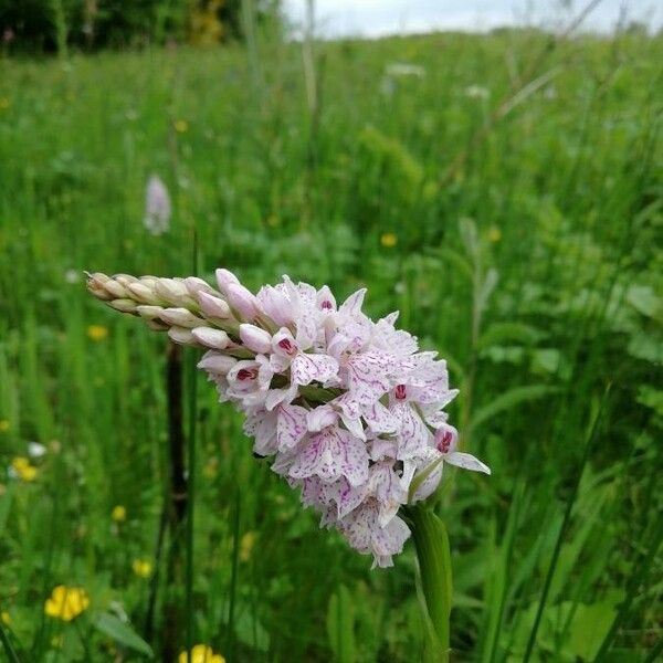 Dactylorhiza maculata Blomma